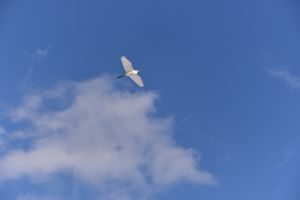 白い鳥 917b3210b6b6b1aae59ce77a519647