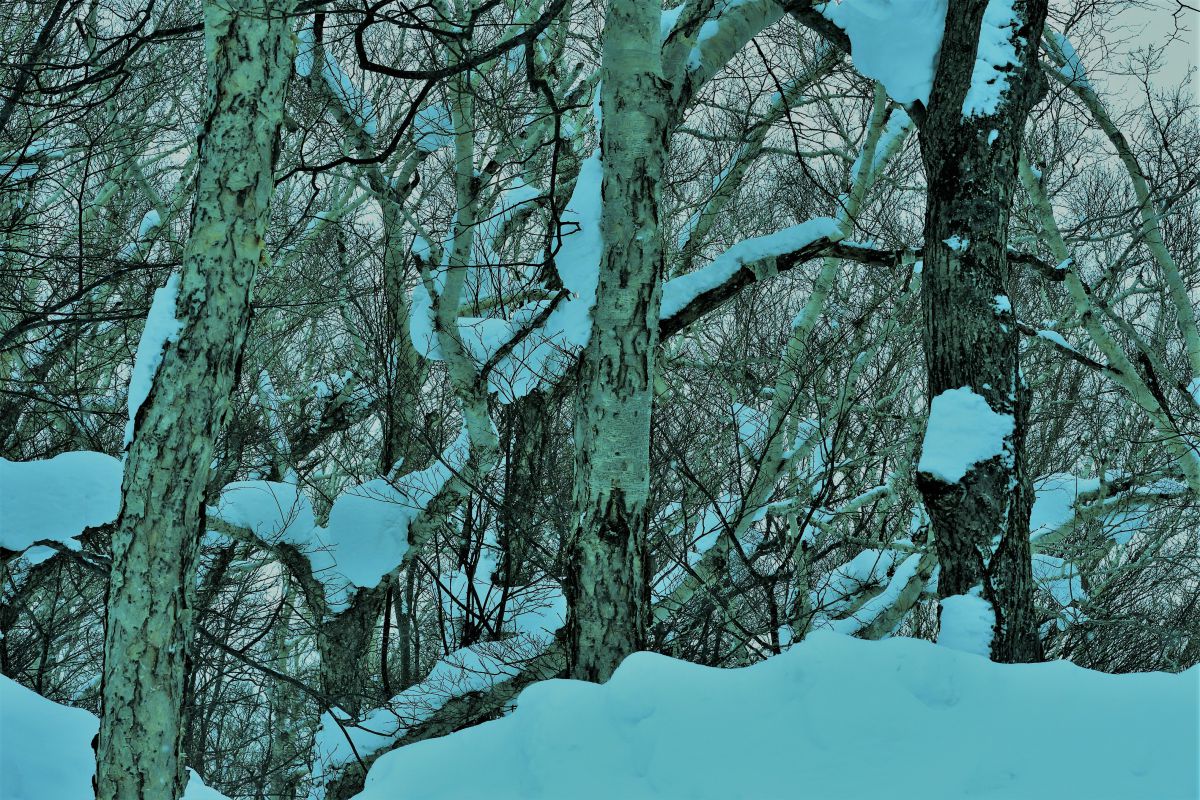 AF-S DX NIKKOR 55-200mm f/4-5.6G ED VR IIで撮影された写真 | 写真 