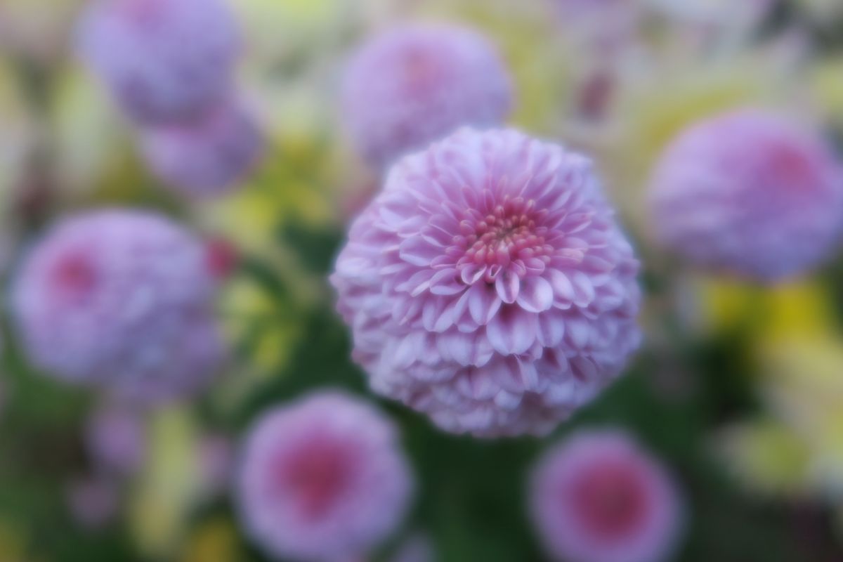 PowerShot G7 X              3      GANREF