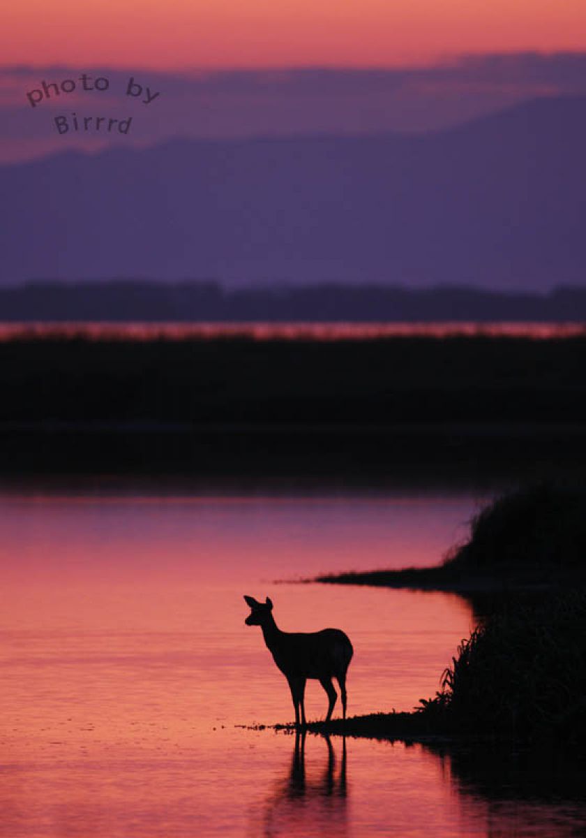 ドーンパープル 動物 その他の陸の生物 Ganref