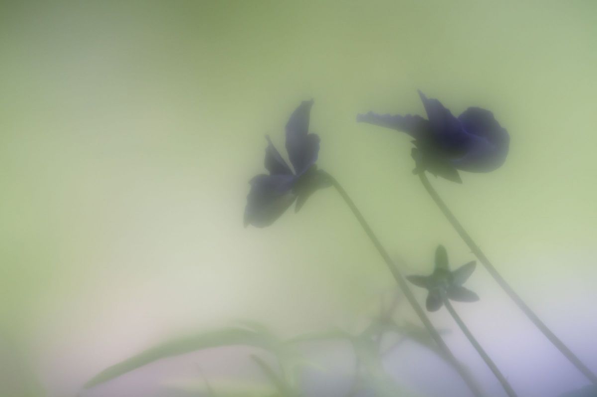 花霞 | GANREF