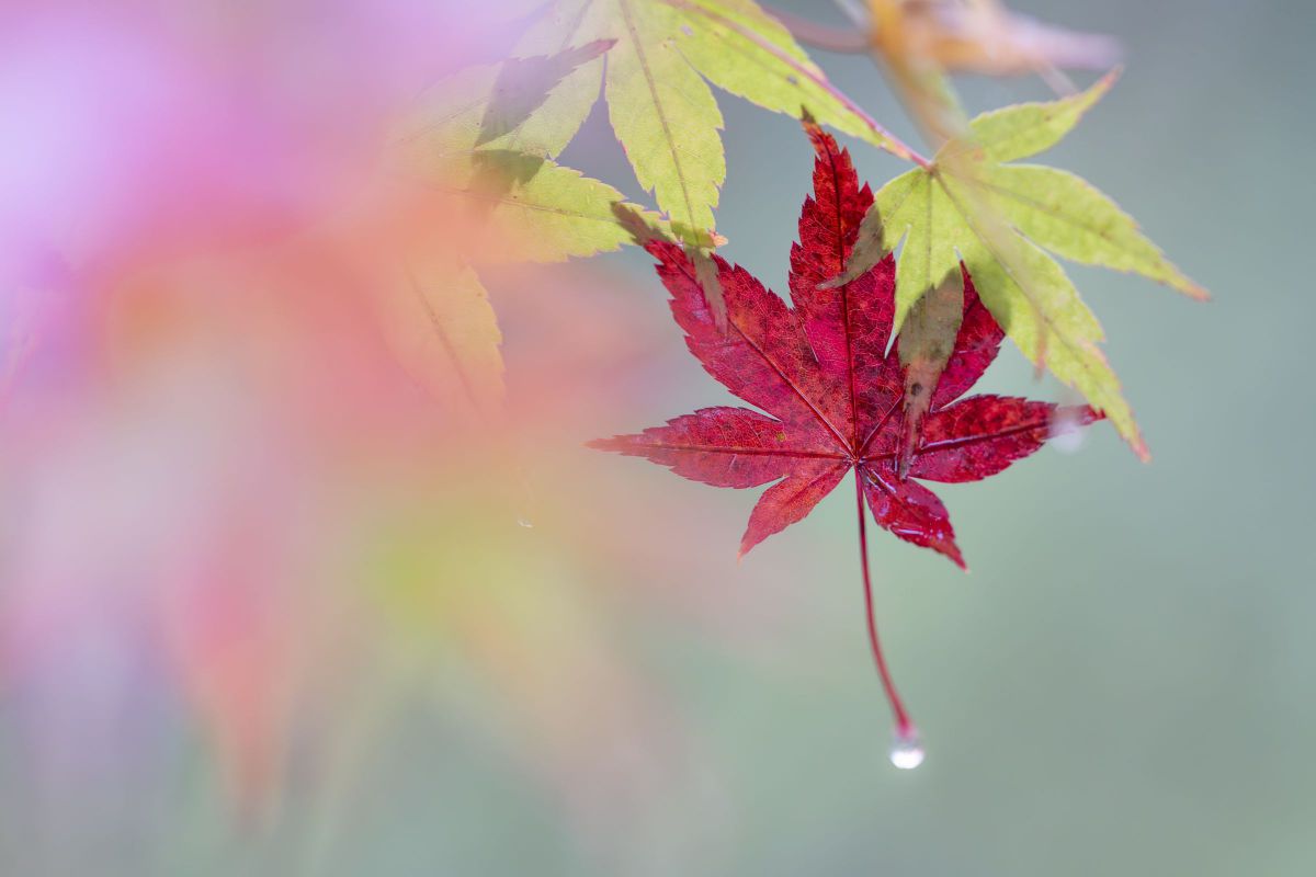 FE 135mm F1.8 GMで撮影された写真 | 写真検索 | GANREF