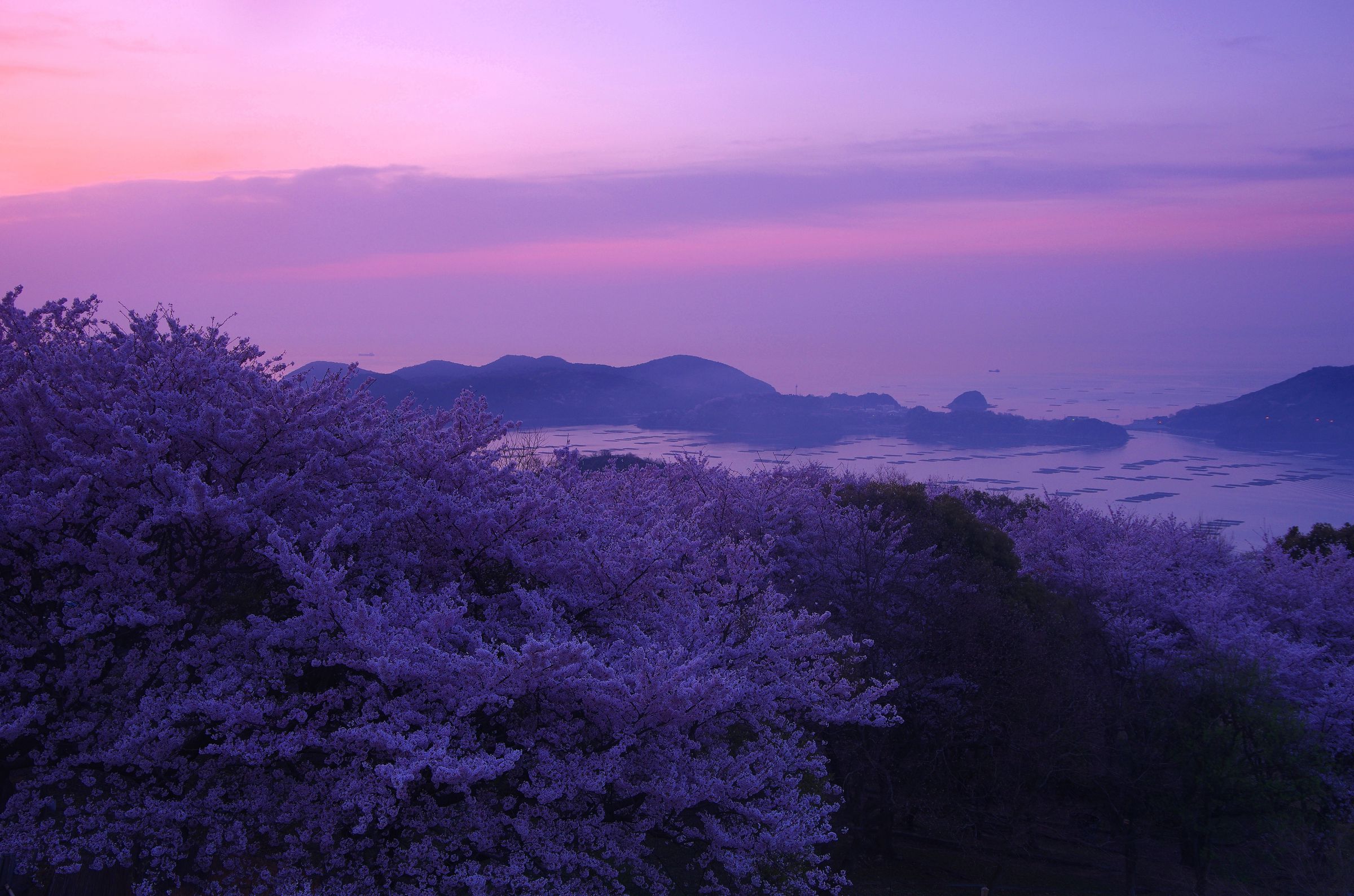 朝焼け桜 | GANREF