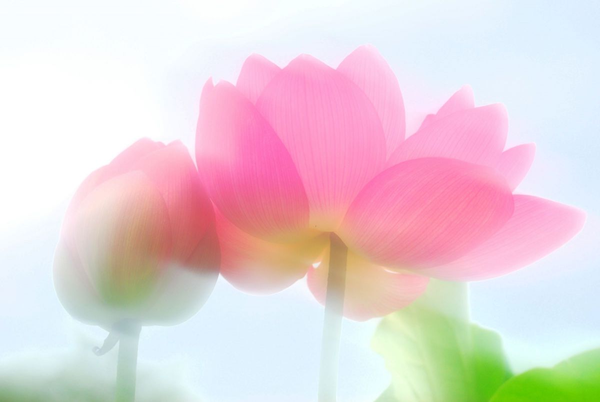 HD PENTAX-DA 55-300mmF4-5.8ED WRで撮影された写真 | 写真検索 | GANREF