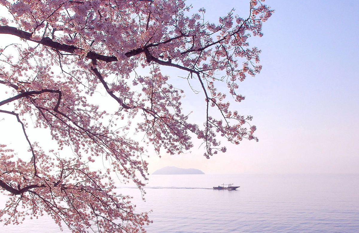 春霞 | GANREF