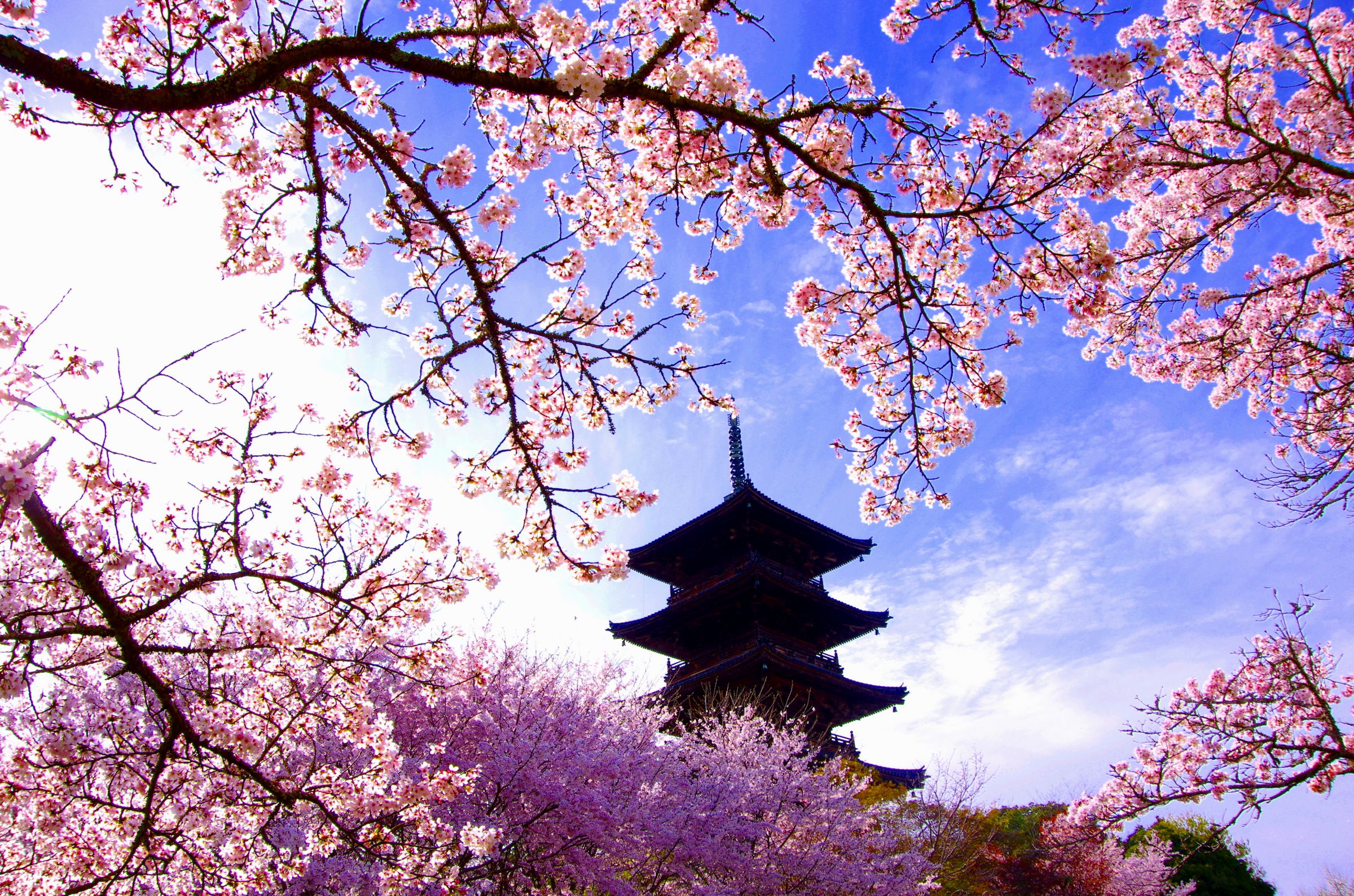 備中国分寺の桜 | GANREF