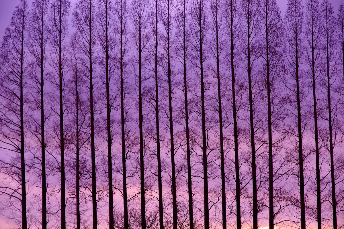 DA50-200mmF4-5.6ED WRで撮影された写真 | 写真検索 | GANREF