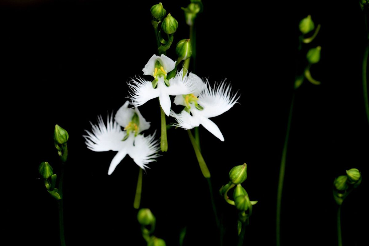サギソウ 鷺草 植物 花 花びら Ganref