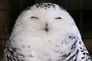 シロフクロウ(白梟)_笑った?! | GANREF