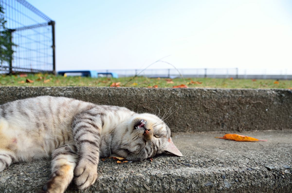 無防備 動物 猫 Ganref