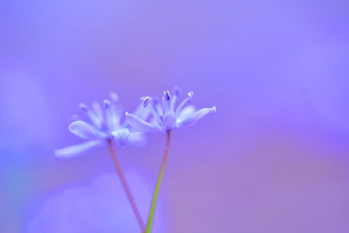 SIGMA 70mm F2.8 DG MACRO | Artで撮影された写真 | 写真検索 | GANREF