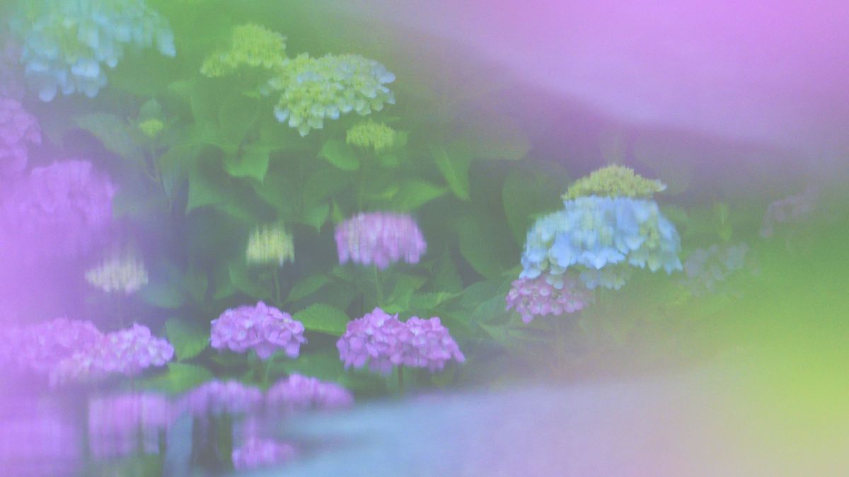 Colors dissolve. | GANREF