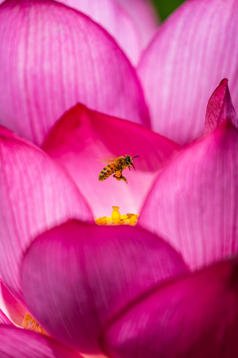 ブンブンブン(^^; GANREF