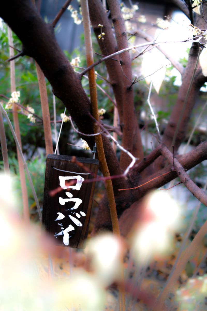 雨のロウバイ 狼狽 街並み 建物 公園 Ganref