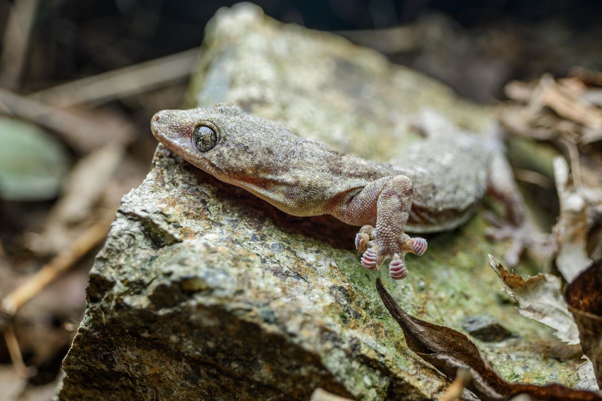 抜き足差し足忍び足 動物 爬虫類 両生類 Ganref