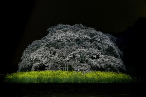 立体絵画の「吉高の大桜のライトアップ」 立体絵画の「吉高の大桜のライトアップ」(3D絵画)」 by 山川善作