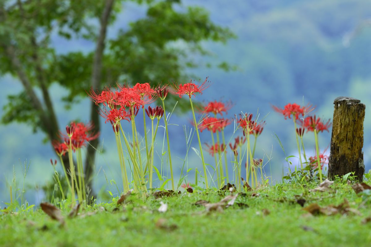 赤い野の花 植物 花 花びら Ganref 赤い野の花 植物 花 花びら Ganref