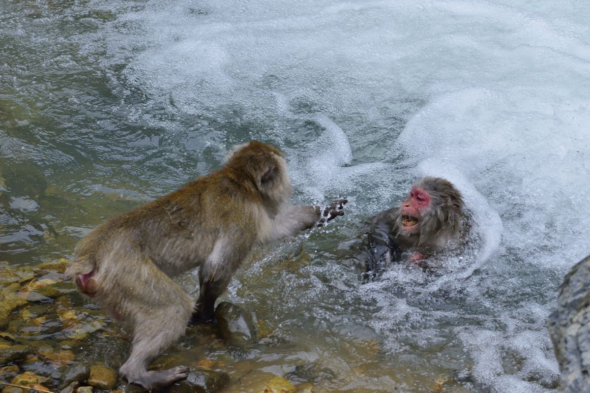 母子の危機 動物 小動物 Ganref