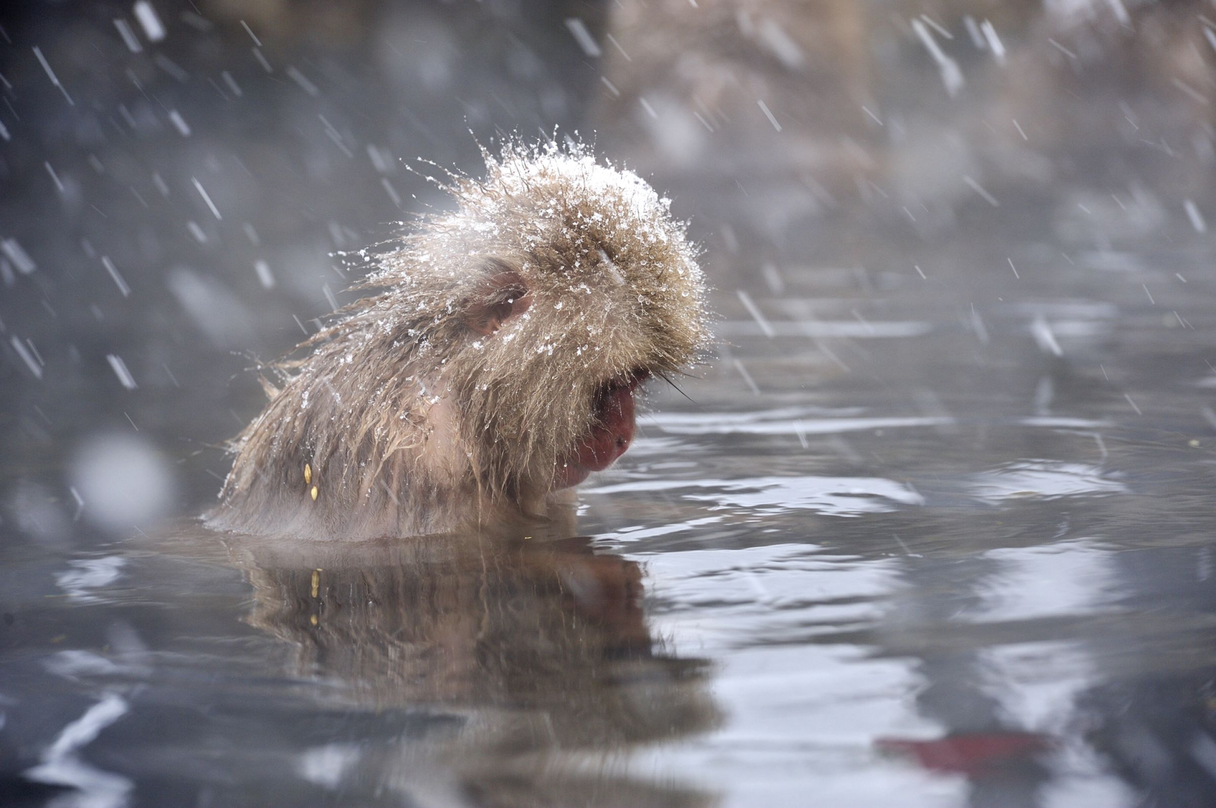 沈思黙考 | GANREF 