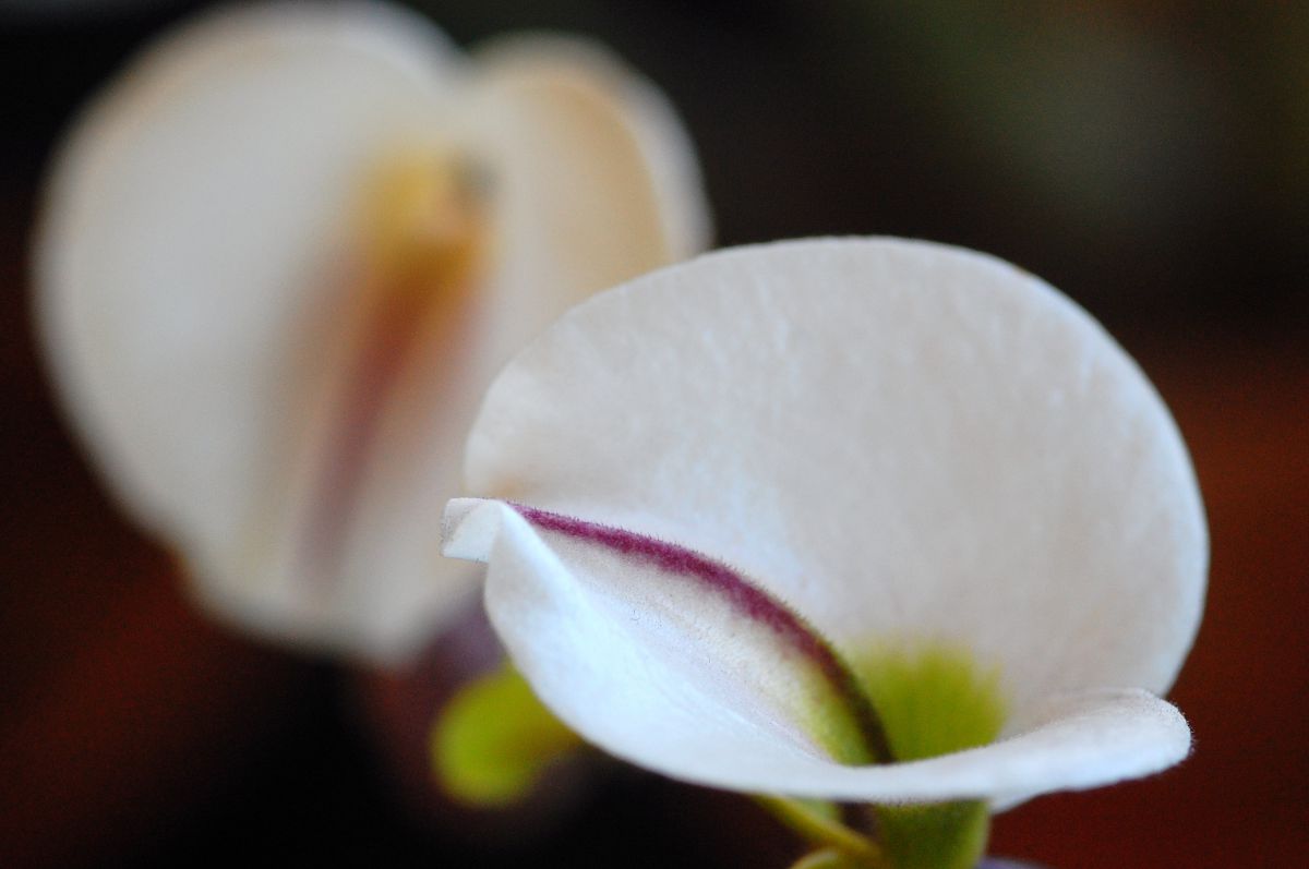 南国の花 植物 花 花びら Ganref