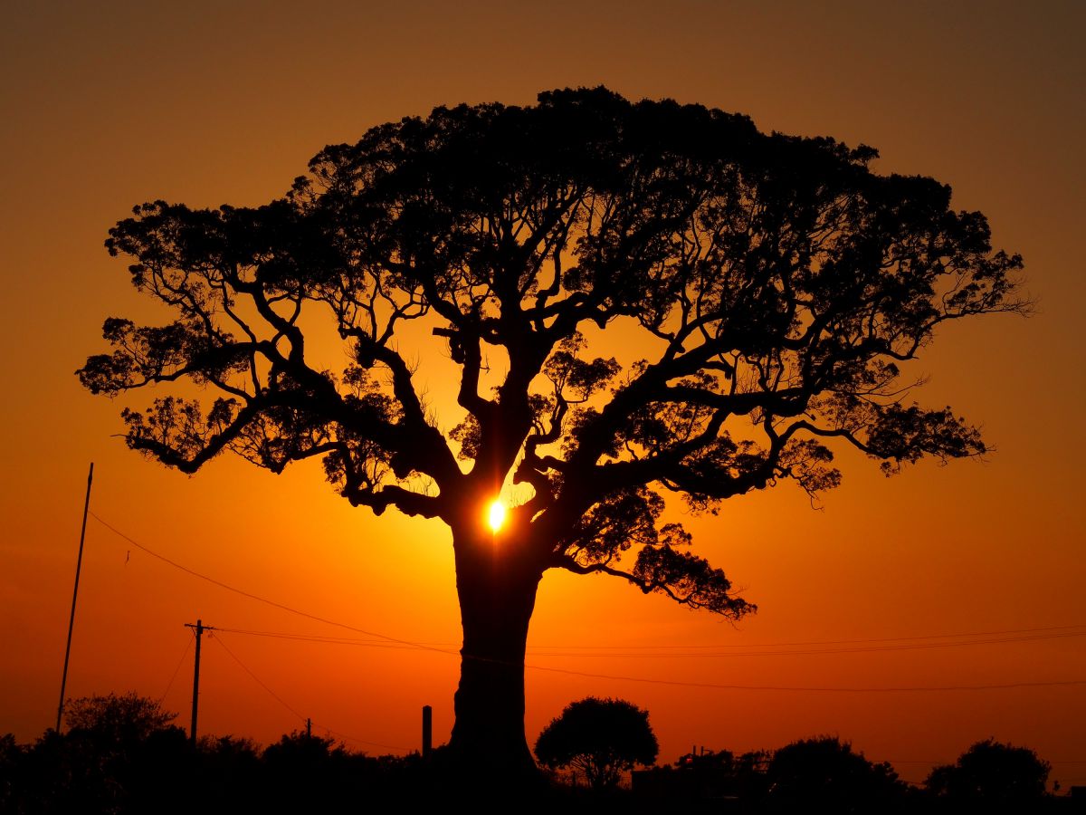 大木を割る 自然 風景 宇宙 天体 Ganref