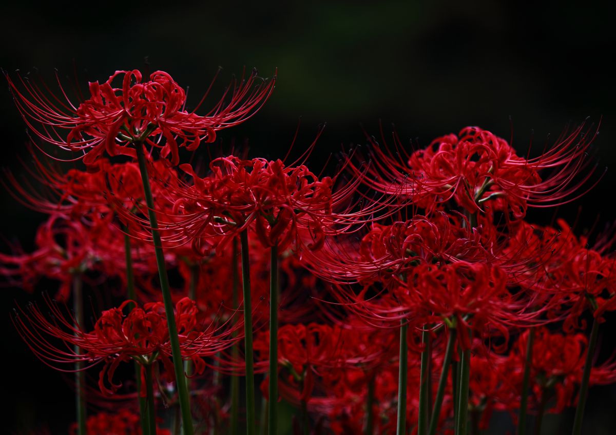 真紅の花 植物 花 花びら Ganref