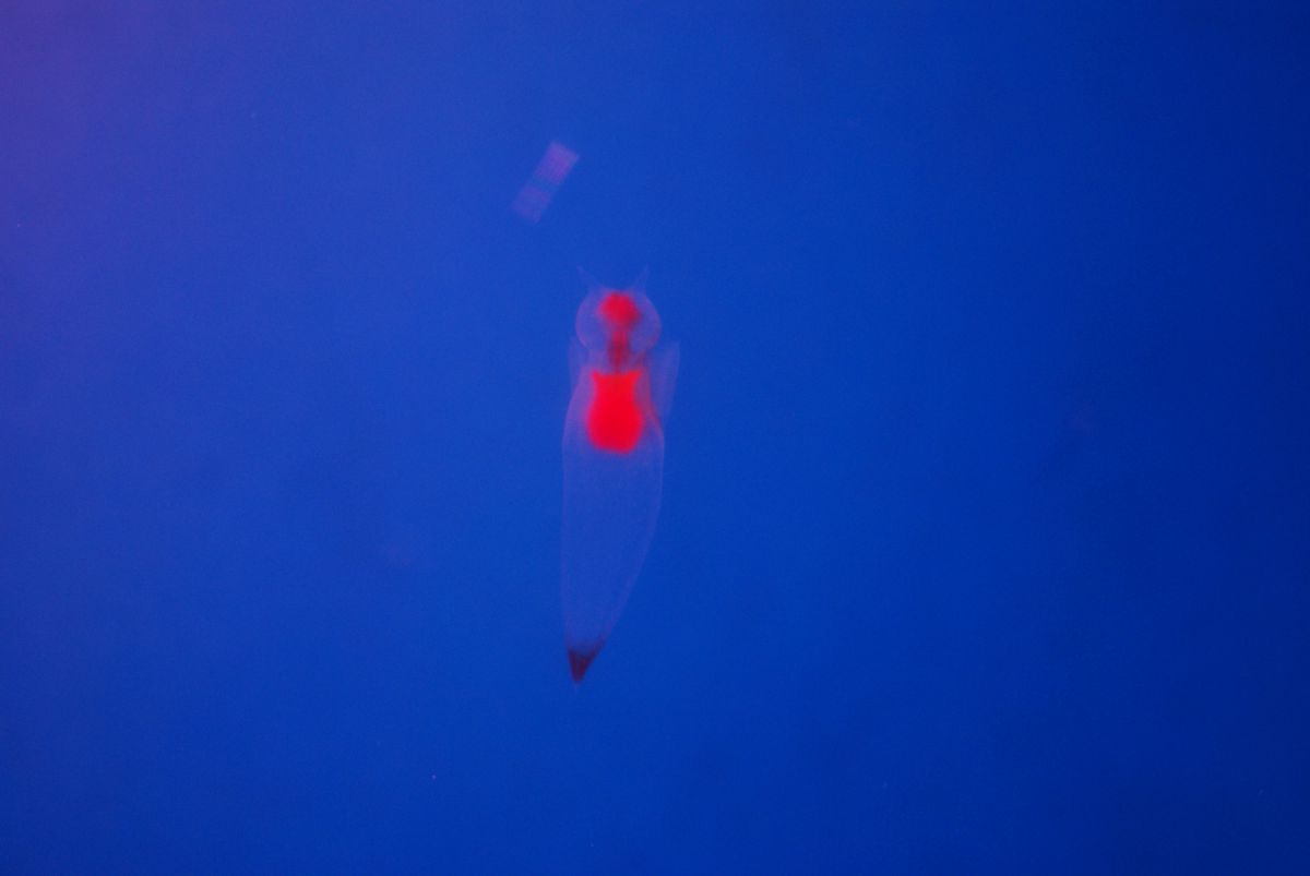 海の天使 動物 その他の海の生物 Ganref