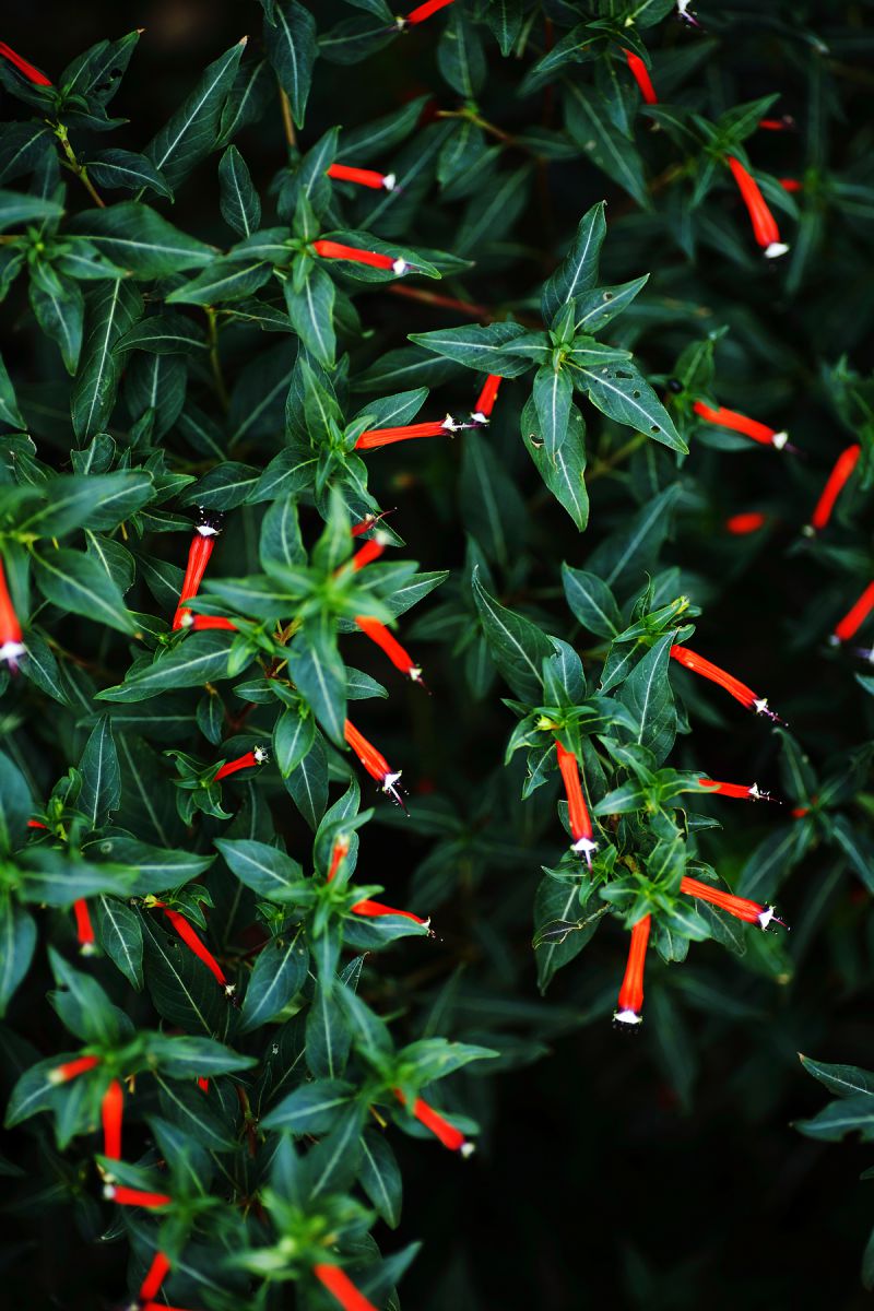煙草草の喫煙所 植物 花 花びら Ganref