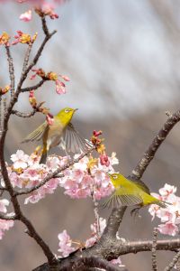 メジロの求愛？ | GANREF