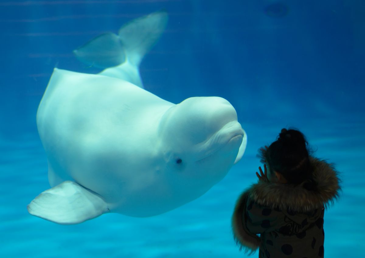 バイバイ 動物 その他の海の生物 Ganref