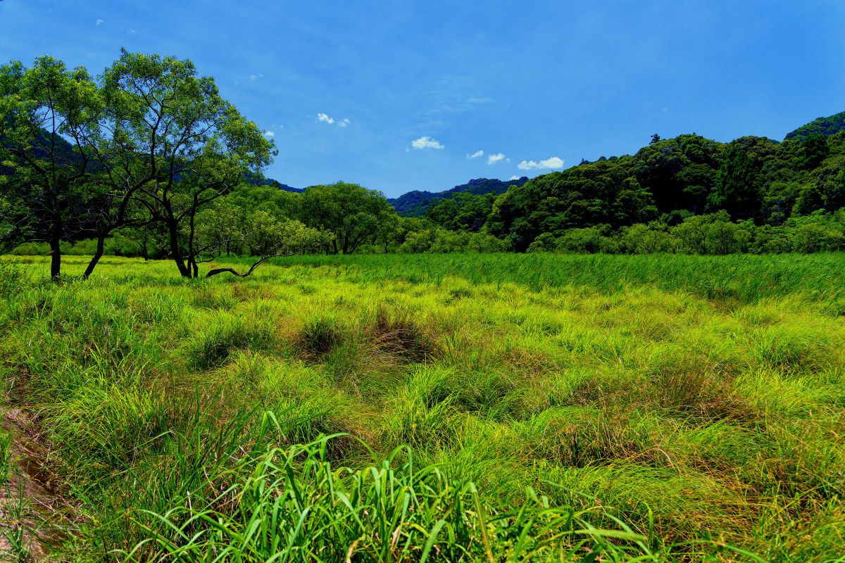原野②.jpg GANREF