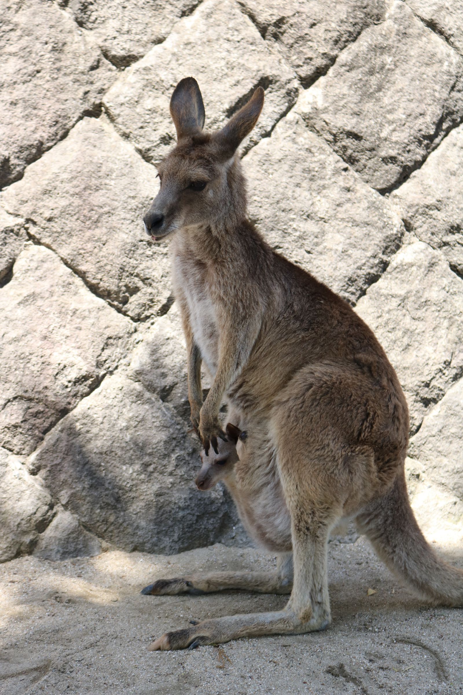カンガルーの赤ちゃん | GANREF