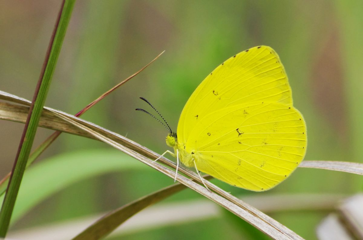 キタキチョウ 動物 虫 昆虫 Ganref