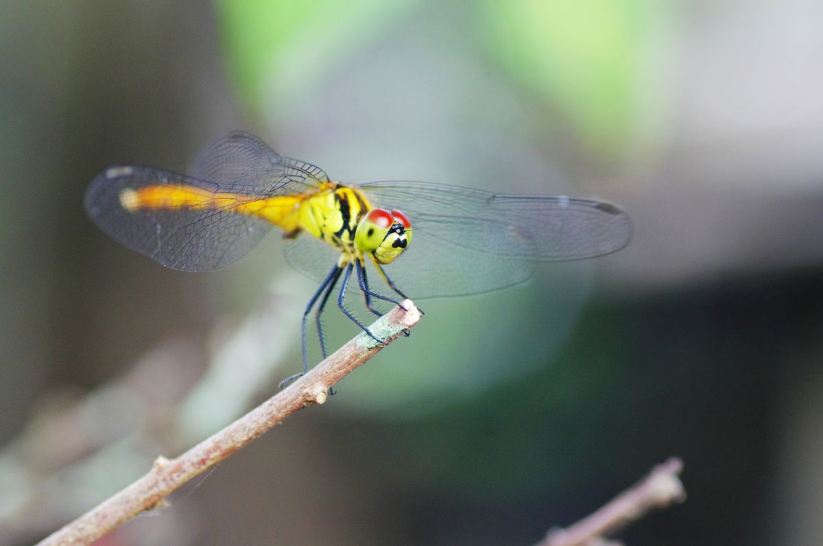 とんぼ 動物 虫 昆虫 Ganref
