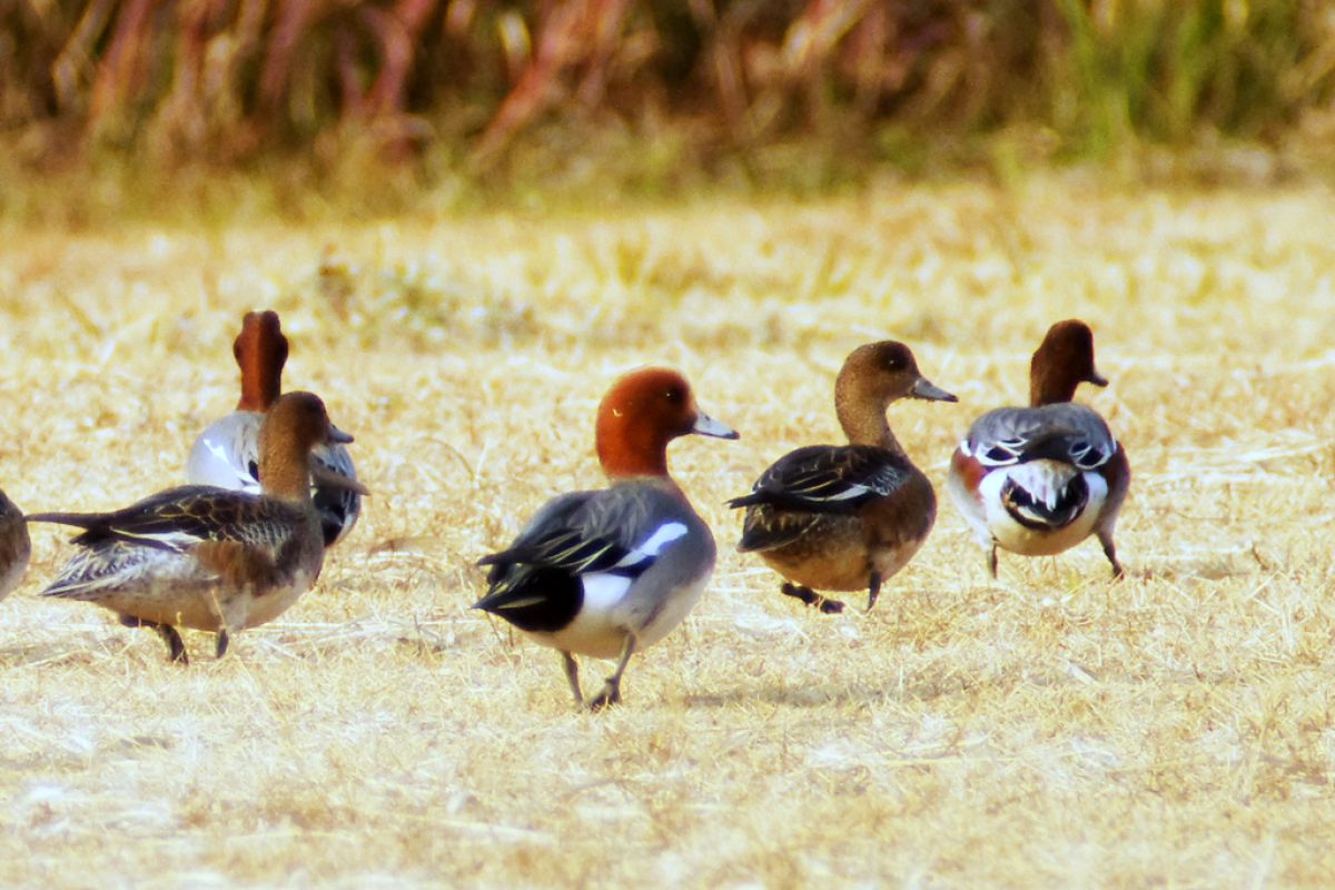 シグマ APO TELEMACRO 400mm F5.6 HSM デジタル改修済 SIGMA APO TELE