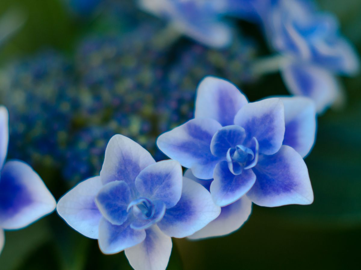 白い額を持つ紫陽花 植物 花 花びら Ganref