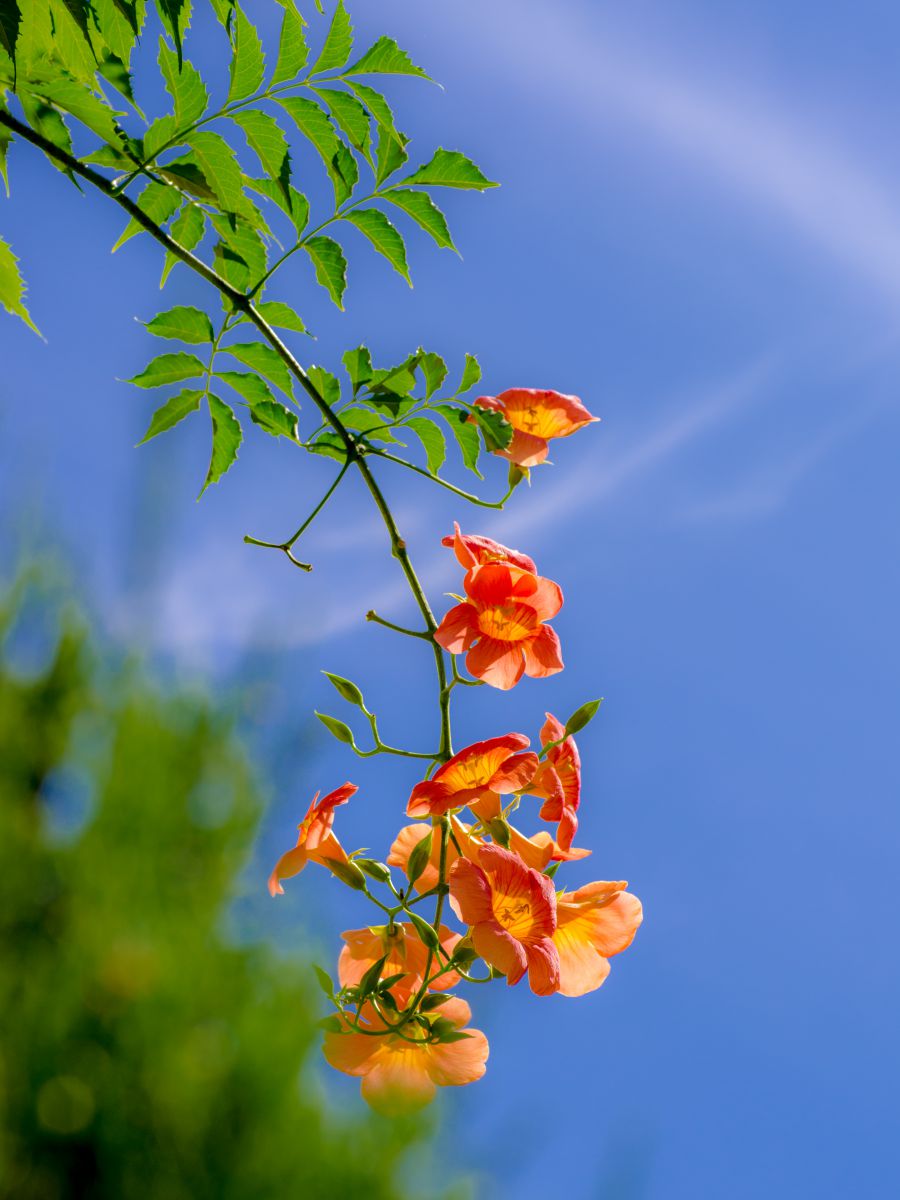 ノウゼンカズラと青い空 植物 花 花びら Ganref