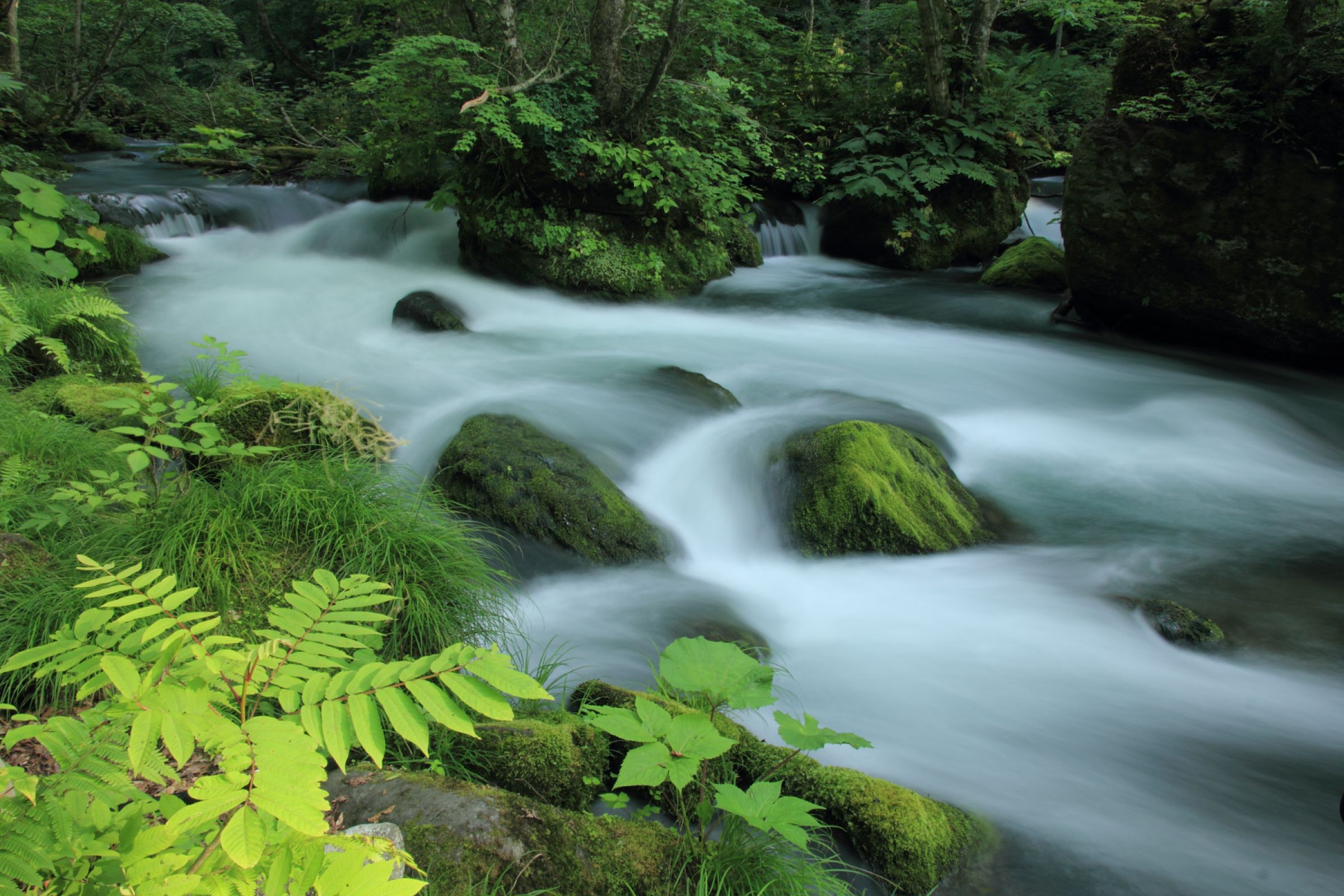 奥入瀬の夏 | GANREF
