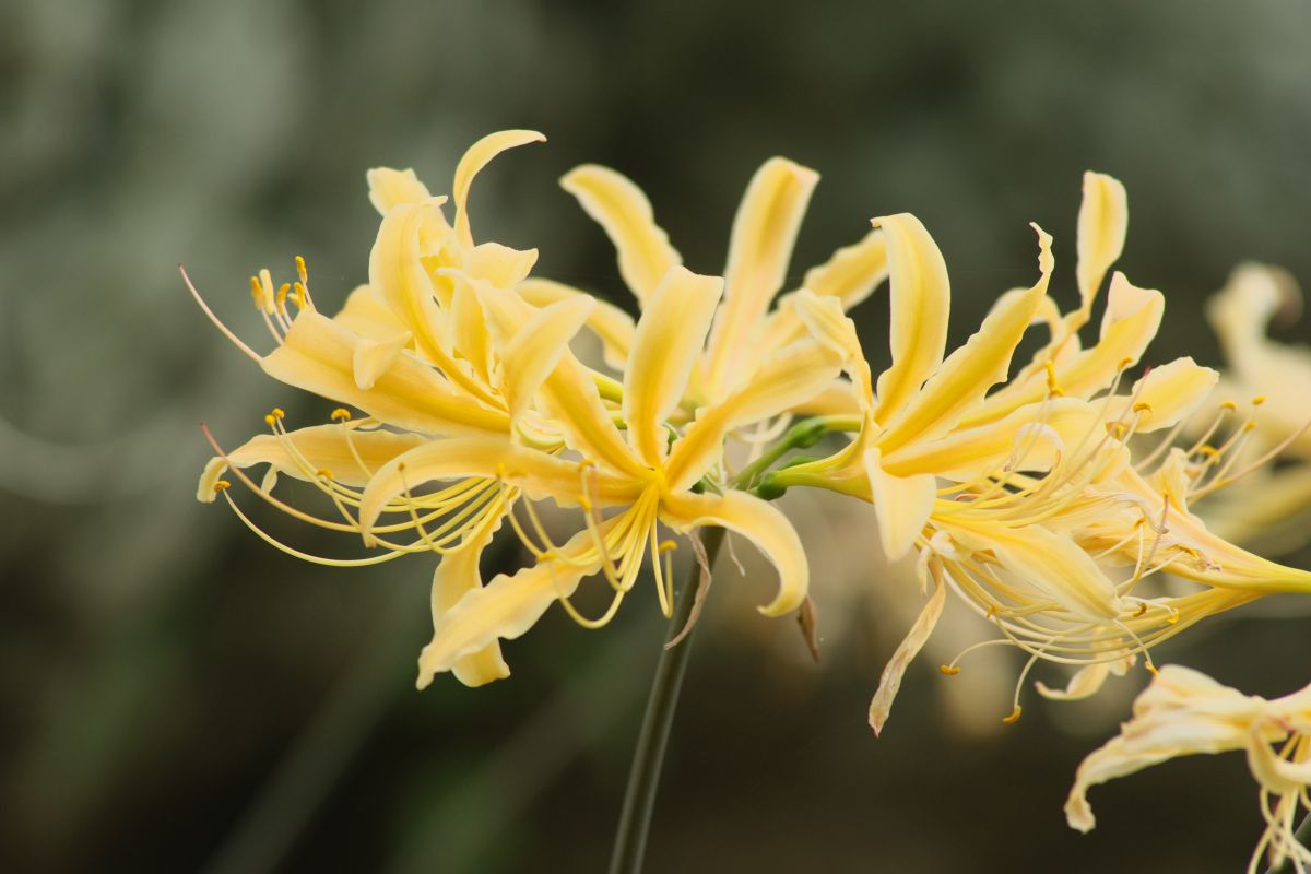 黄色い彼岸花 植物 花 花びら Ganref