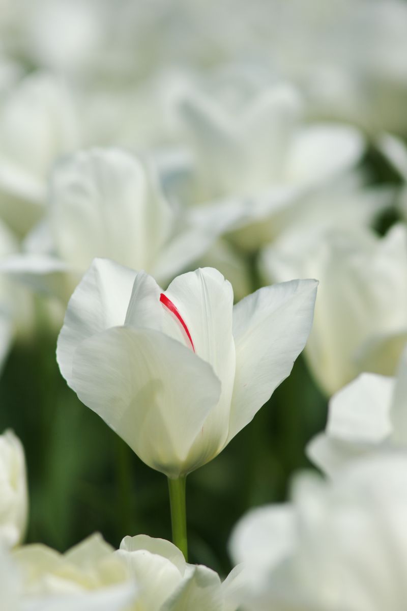白いチューリップ 植物 花 花びら Ganref