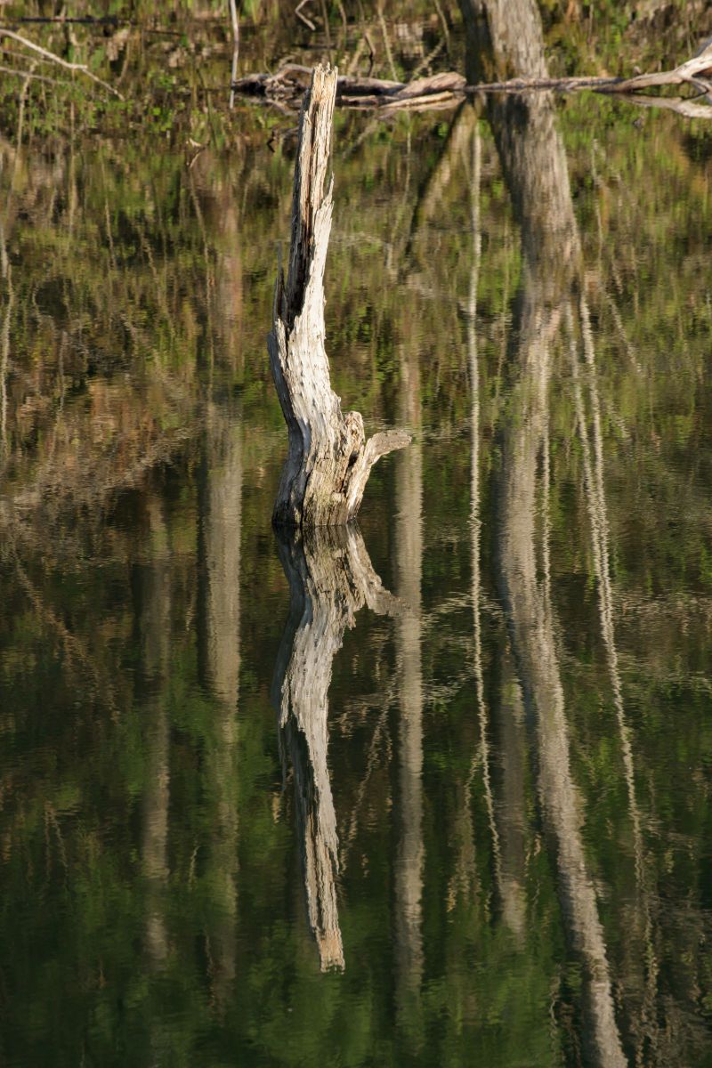 朽ちた木 自然 風景 水辺 Ganref 朽ちた木 自然 風景 水辺 Ganref