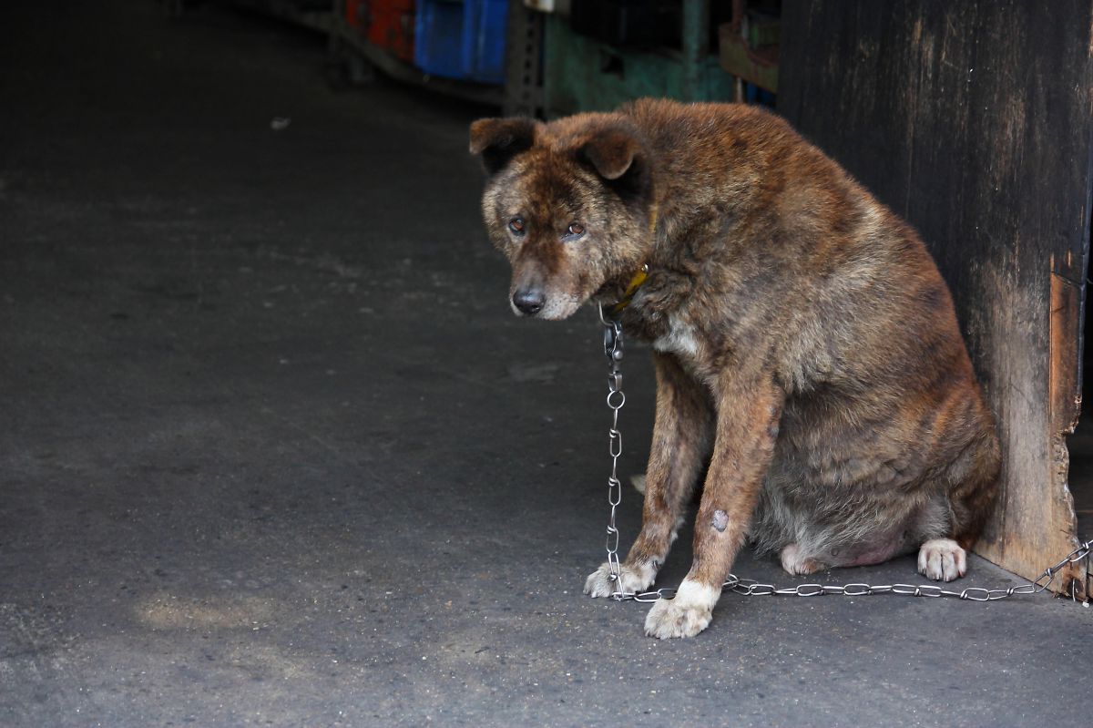 大丈夫だよ 動物 犬 Ganref