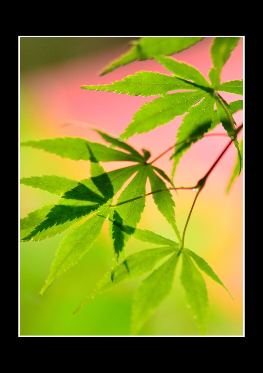 Ai AF DC-Nikkor 105mm f/2Dで撮影された写真 | 写真検索 | GANREF Ai AF DC-Nikkor 105mm f/2Dで撮影された写真 | 写真検索 | GANREF