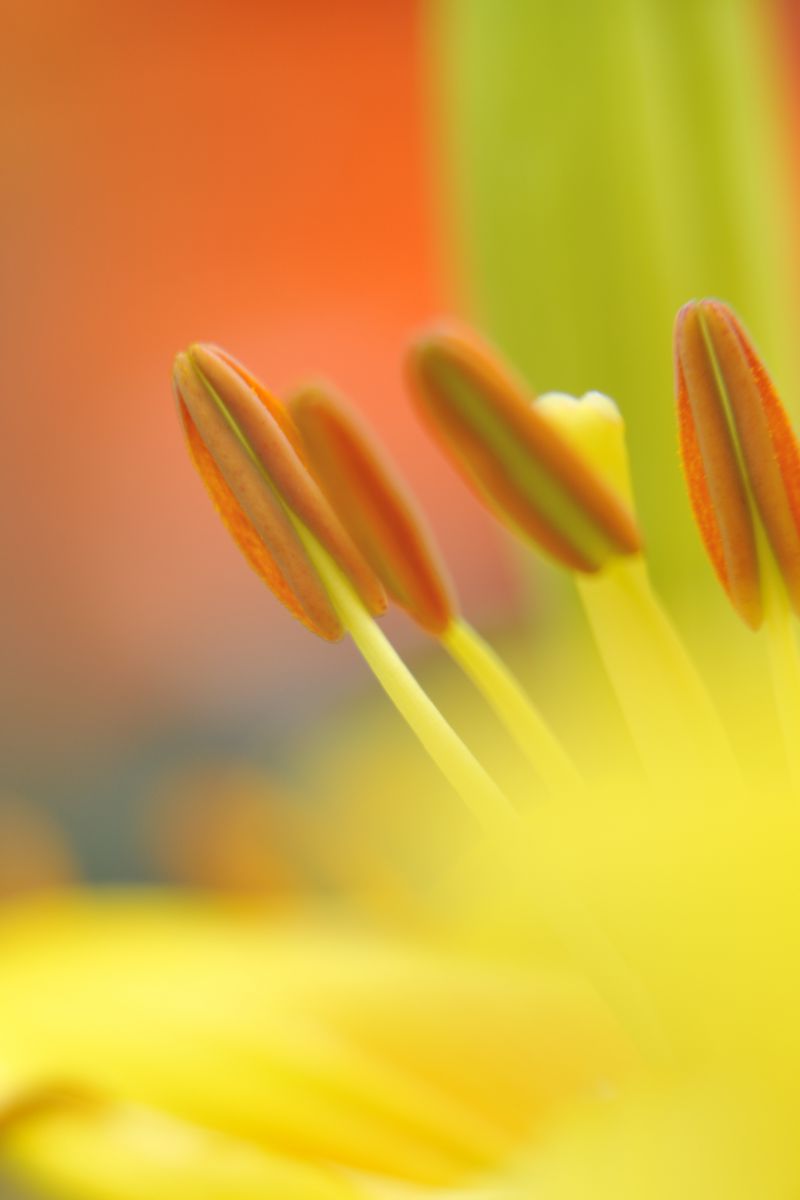 ユリのしべ 植物 花 花びら Ganref