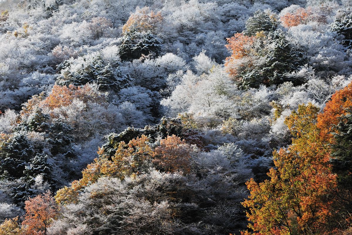 AF-S DX VR Zoom-Nikkor 55-200mm f/4-5.6G IF-EDで撮影された写真