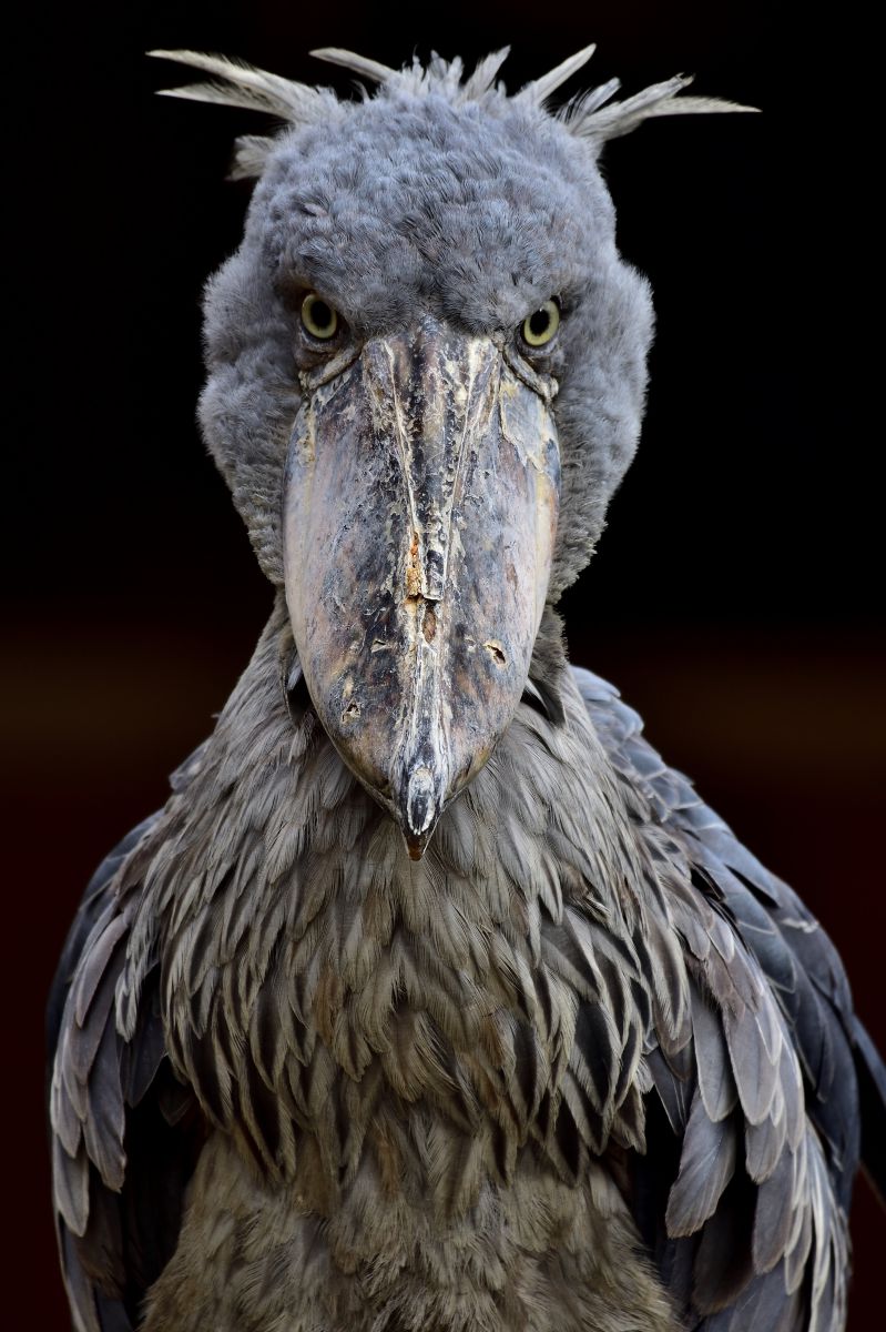 ハシビロコウさん 動物 鳥類 Ganref ハシビロコウさん 動物 鳥類 Ganref
