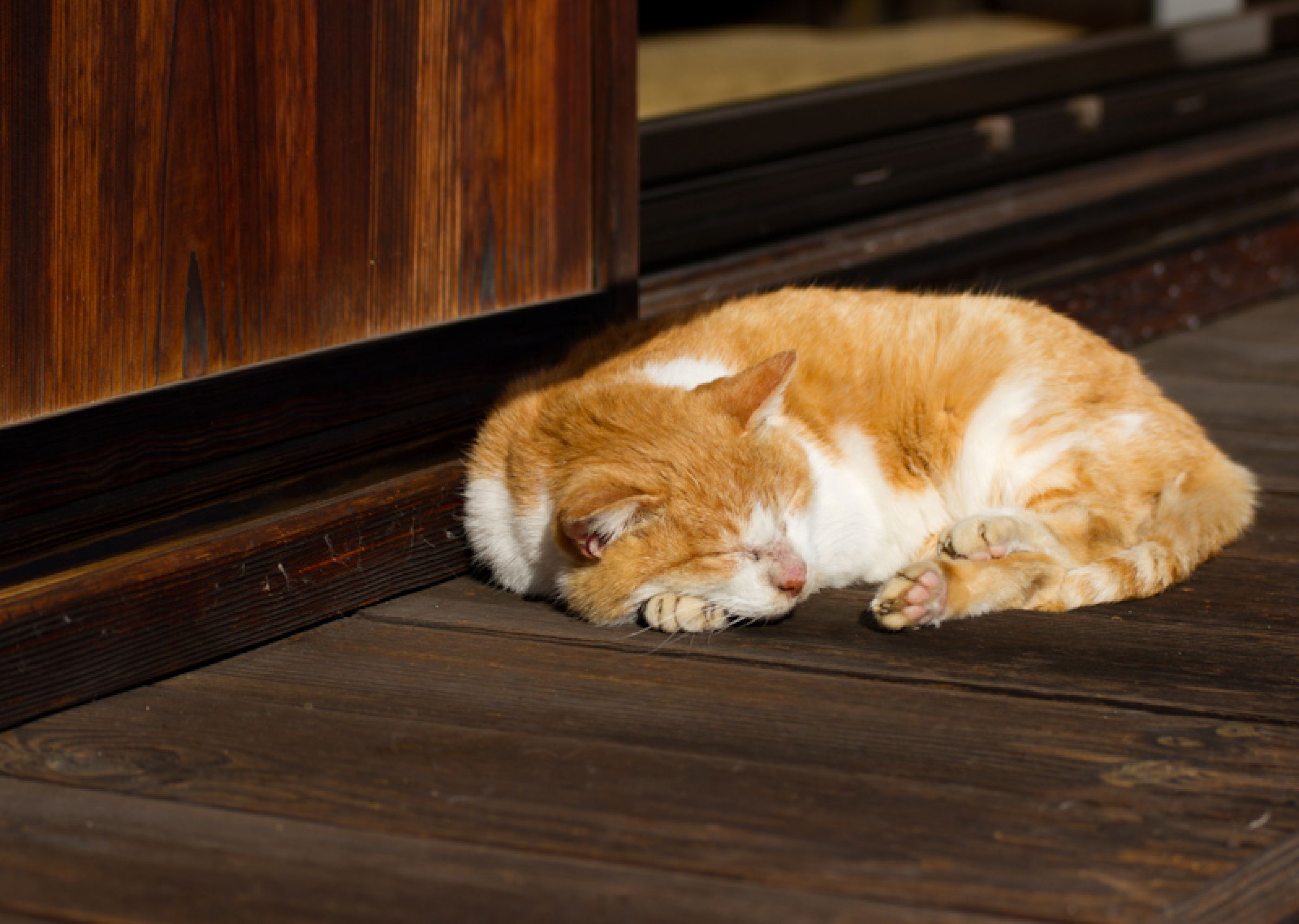 猫+縁側=昼寝 | GANREF