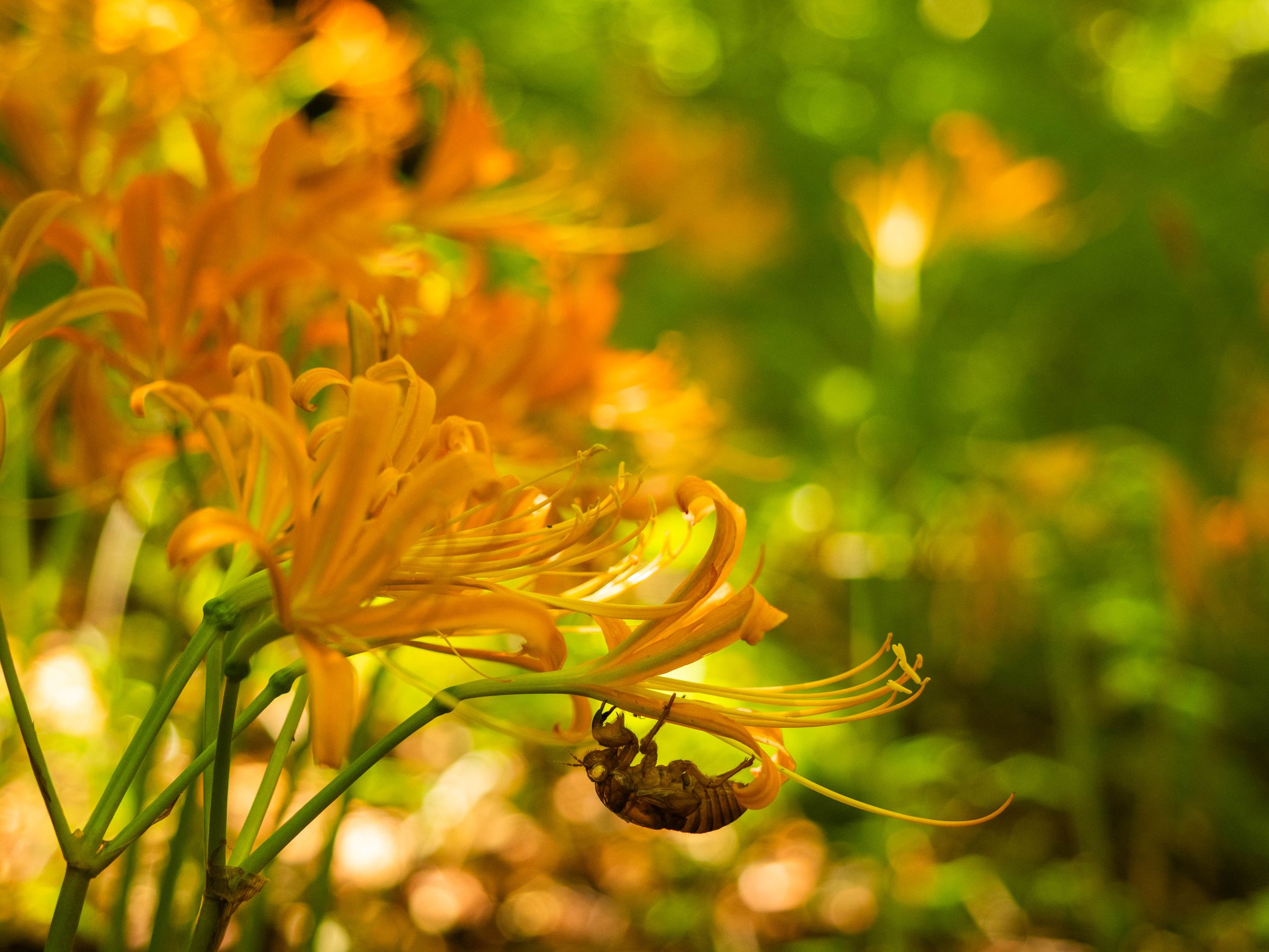 かどわかされて | GANREF