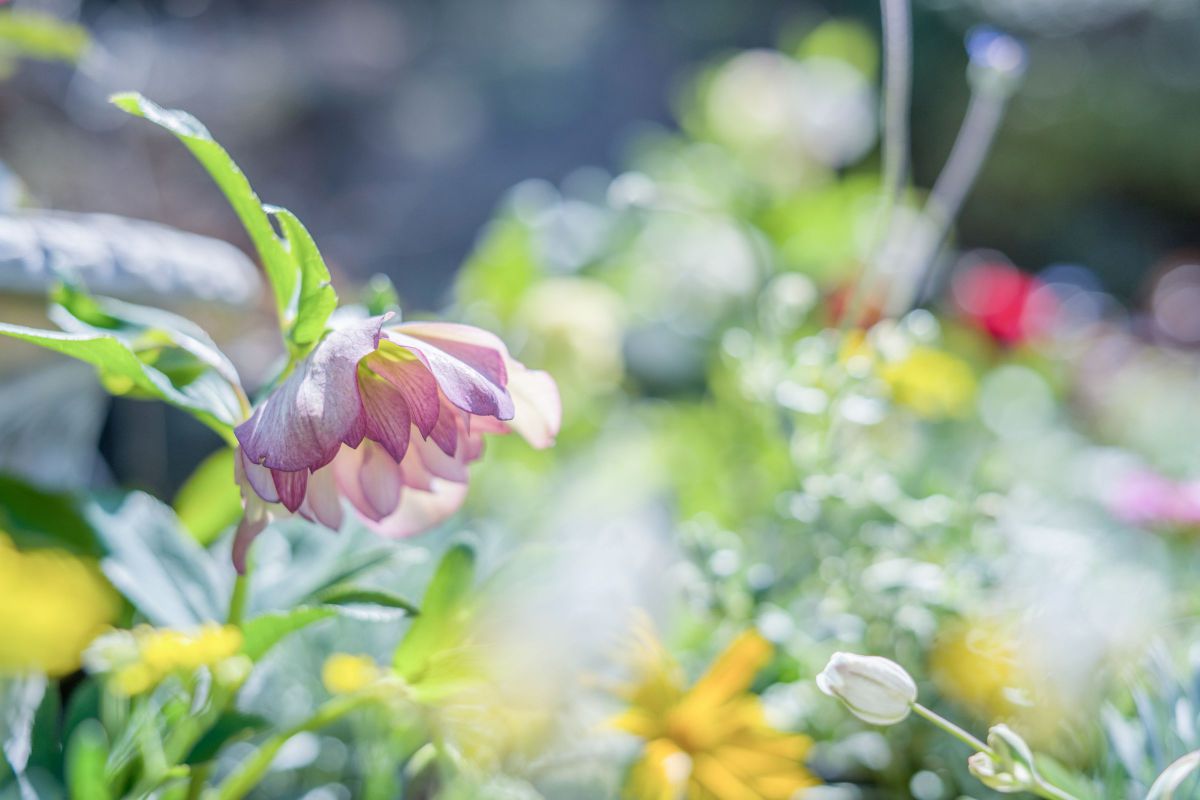 ＊20220409 Spring dream・・・♡ | GANREF