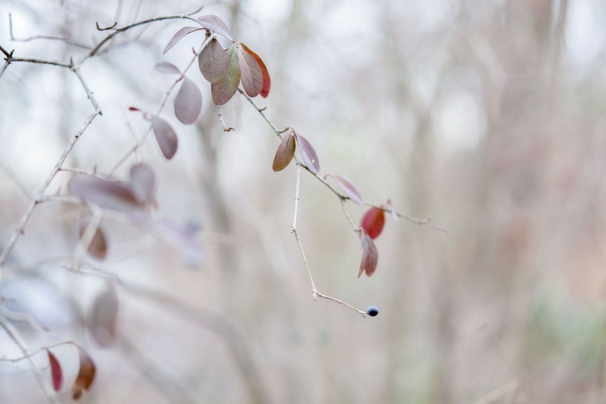 ＊2023/01/20 Winter colors・・・♡ | GANREF